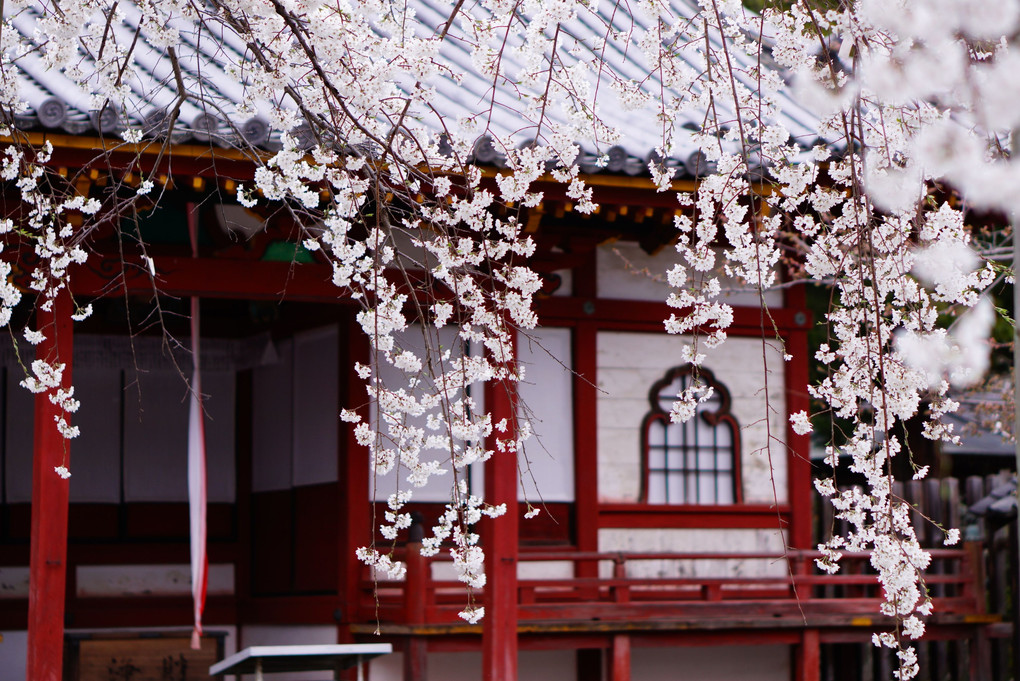 しだれ桜