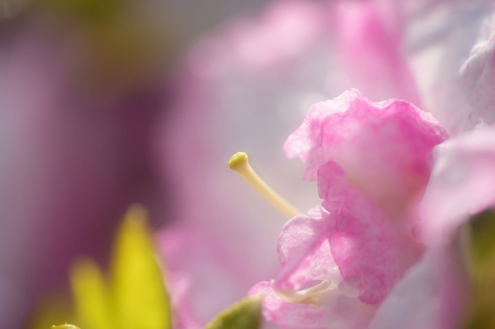 春の花達