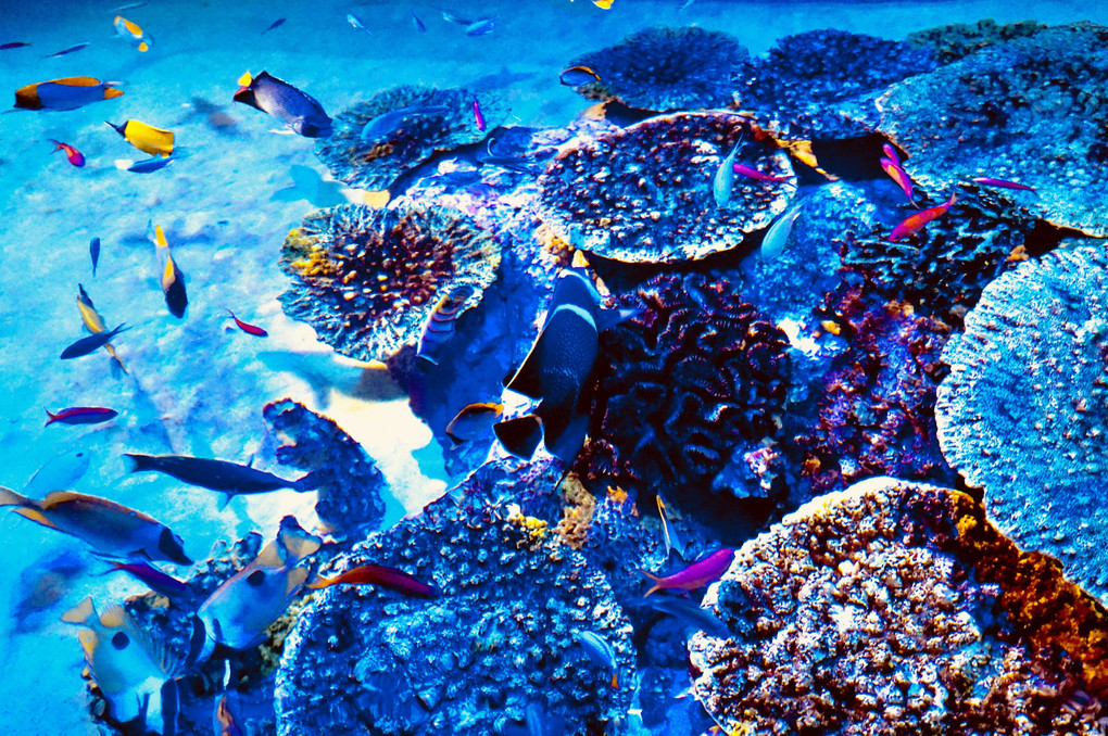 珊瑚礁の海@水族館