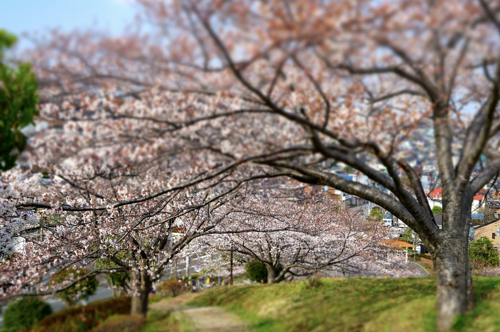 風薫る桜の丘