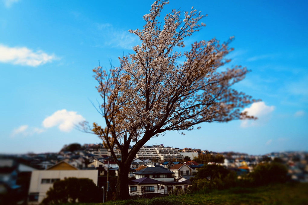 風薫る桜の丘