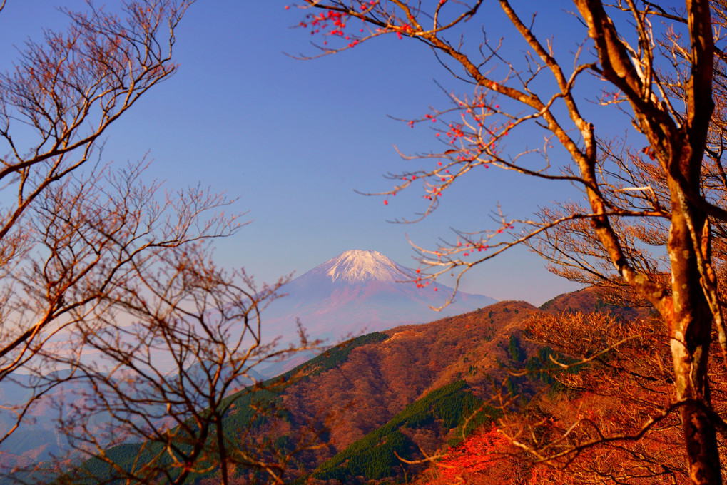 秋枯れの富士