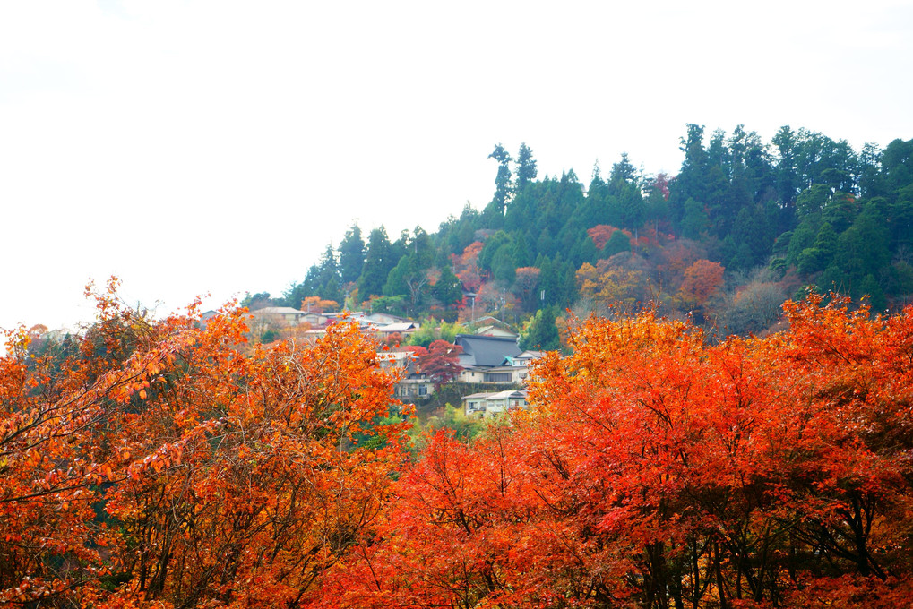 東京青梅　御岳山　ハイキング登山