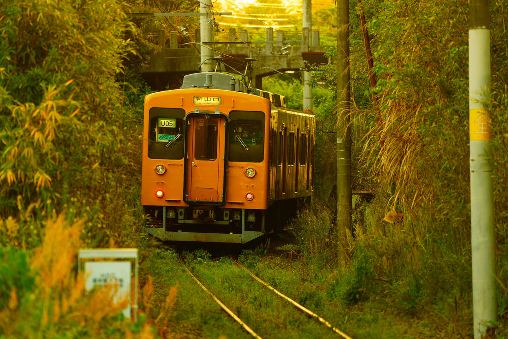 初夏の草むらを行く黄色い一番電車