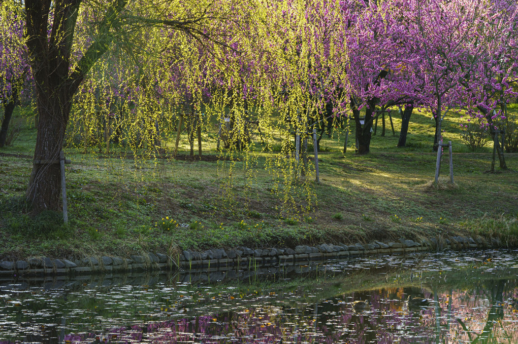 花桃の園