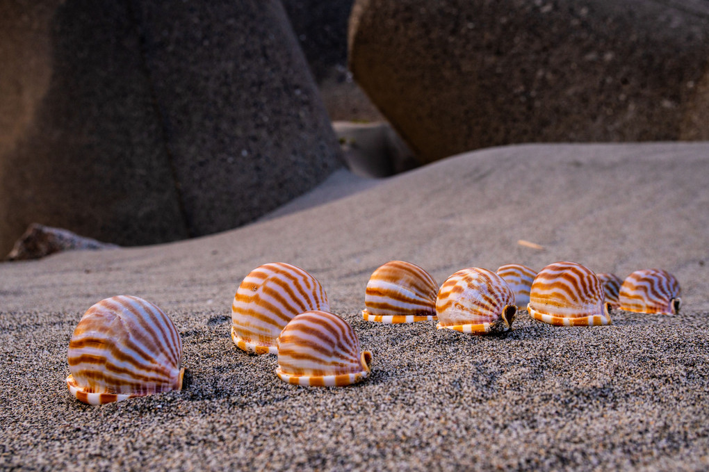 砂浜とシマシマ貝殻の列