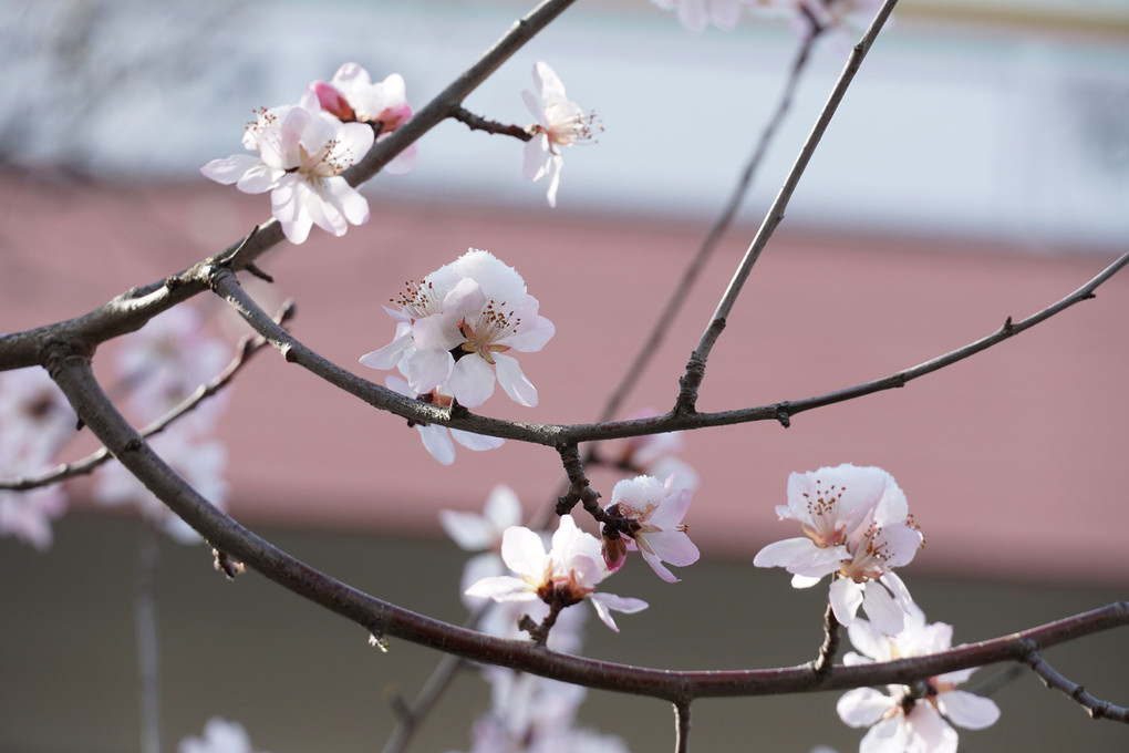 雪中初桜