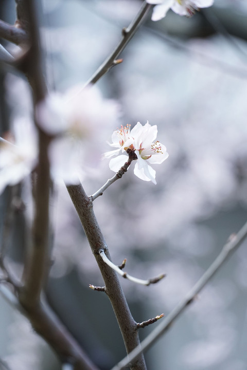 雪中初桜