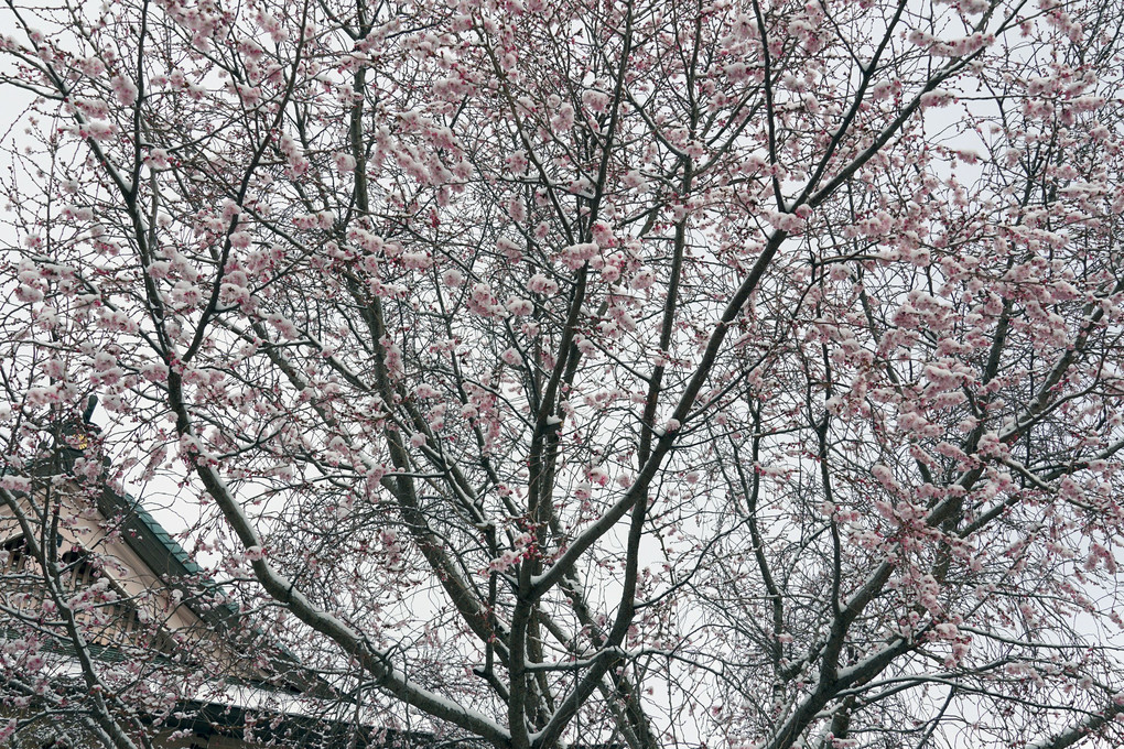 雪中初桜