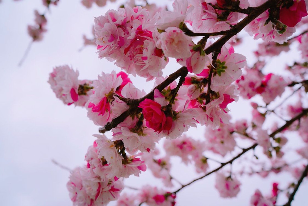 阿智の花桃