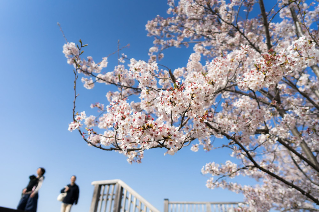 親子でお花見