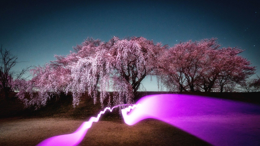夜桜と光の衣
