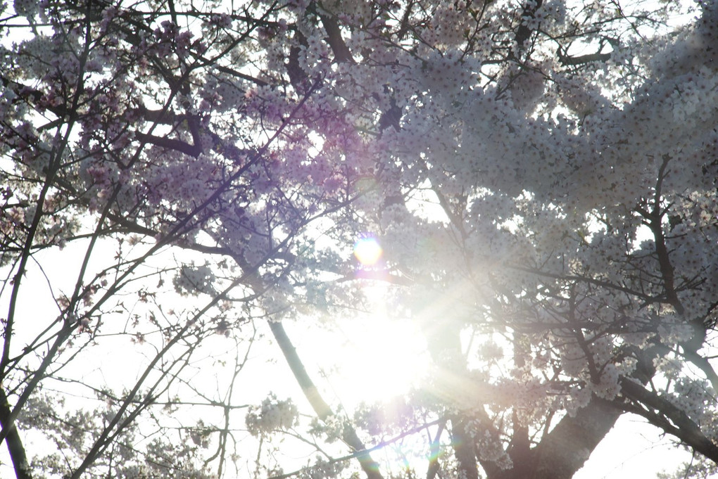 太陽と桜