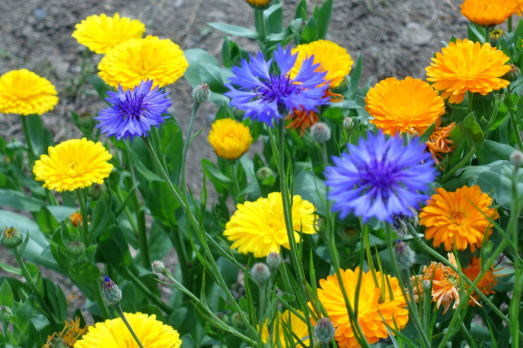Colorful～金盞花と矢車草