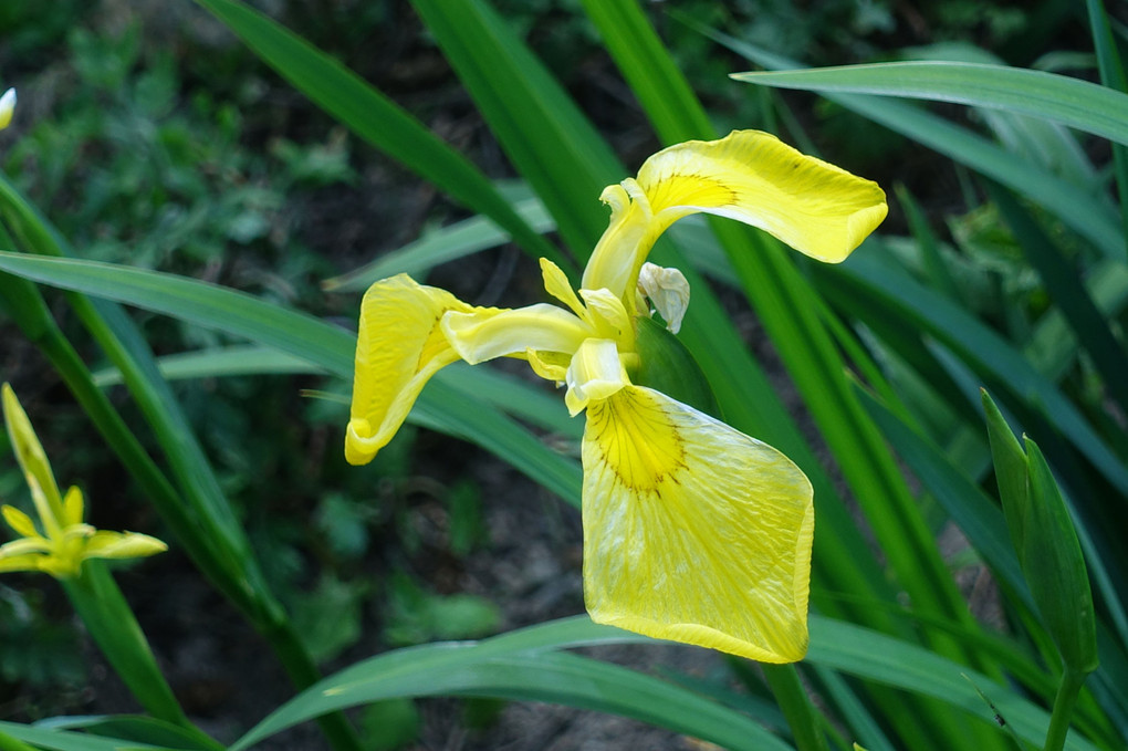 群生する黄菖蒲