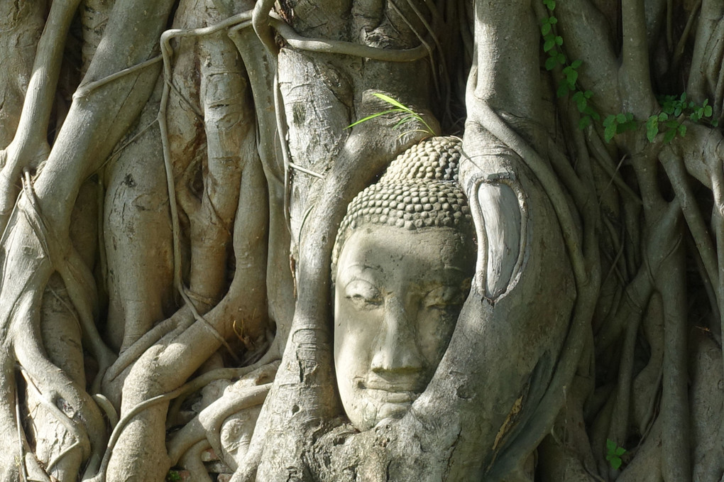 菩提樹に抱かれる仏頭