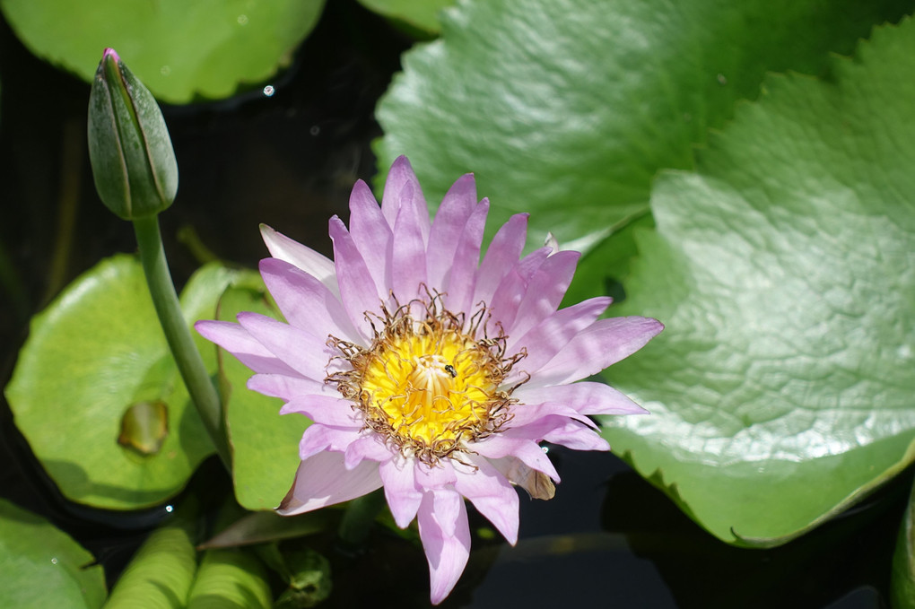 Water Lily @ Bangkok
