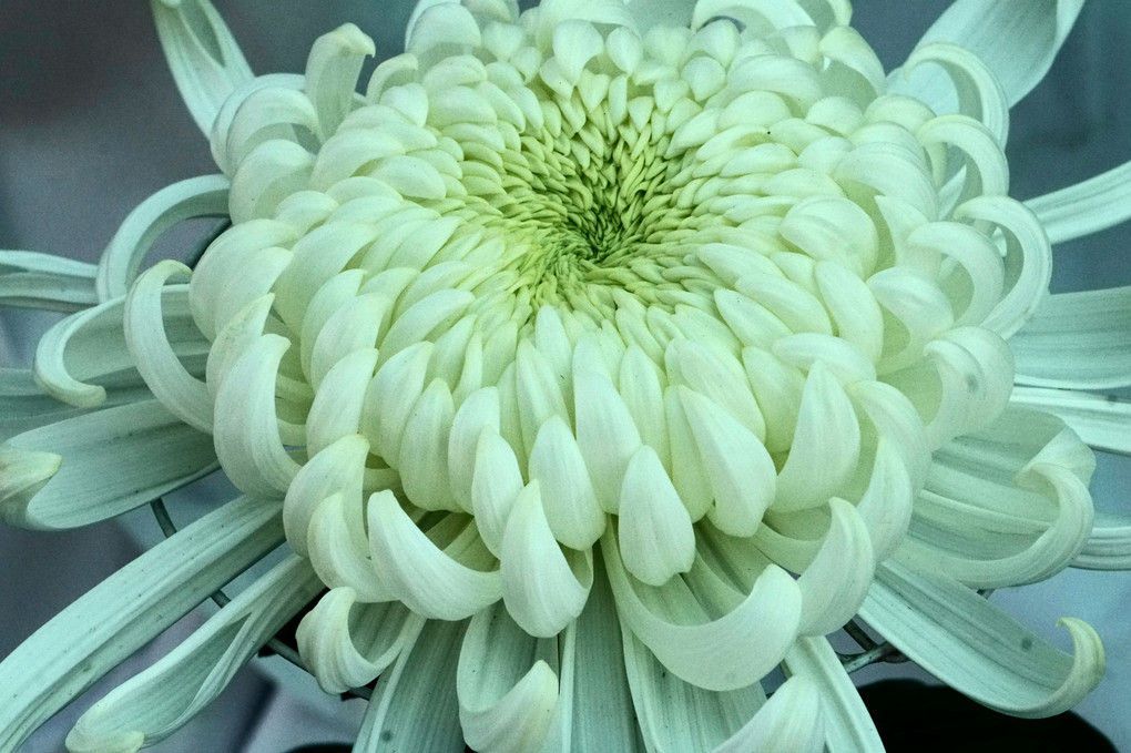 大きく開く白菊