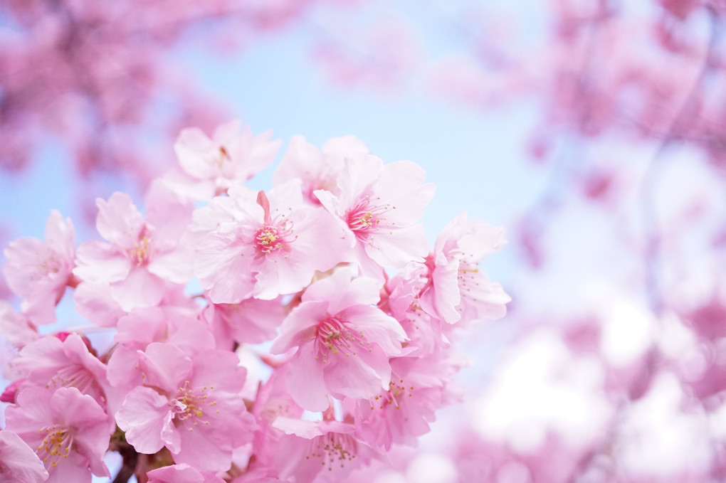 河津桜～春の日差しに