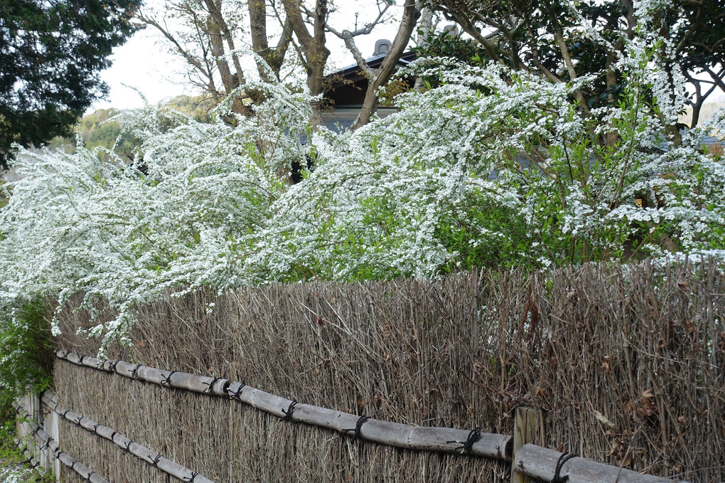 垣根に咲く雪柳