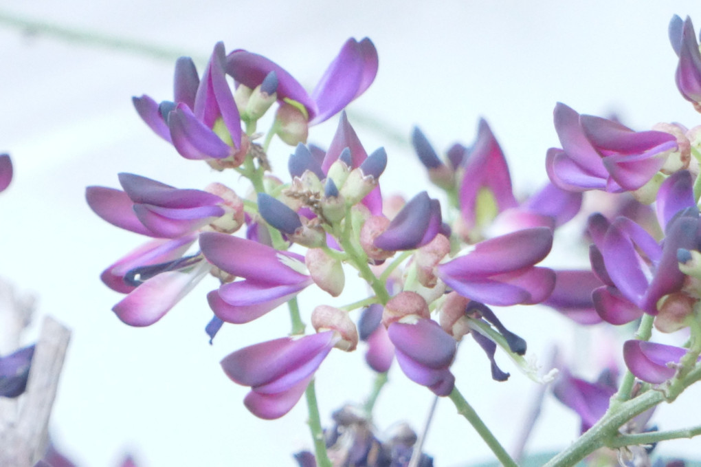 庭の紫夏藤