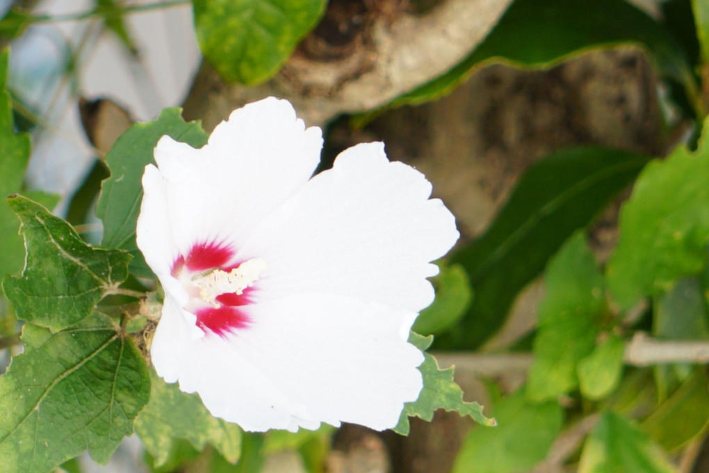 庭に咲いたムクゲの花