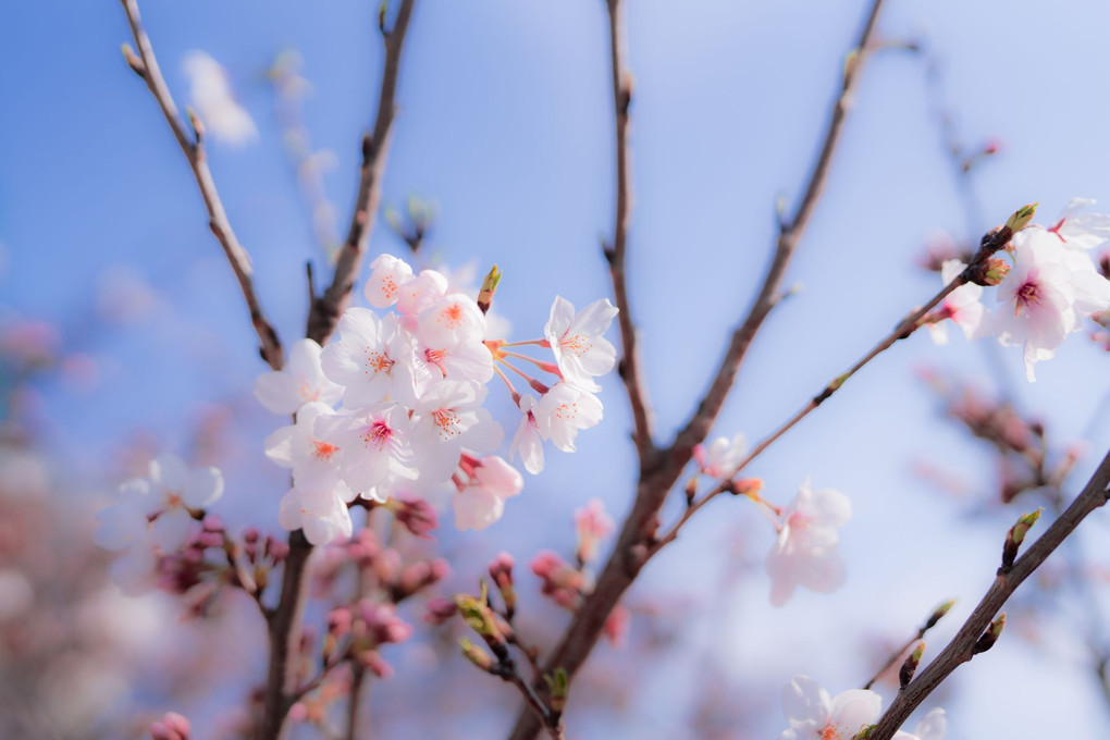 今年も桜撮ってきました🌸