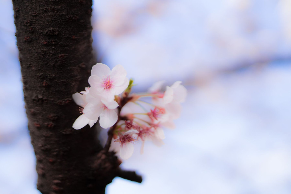 今年も桜撮ってきました🌸