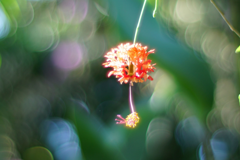 フウリンブッソウゲの花