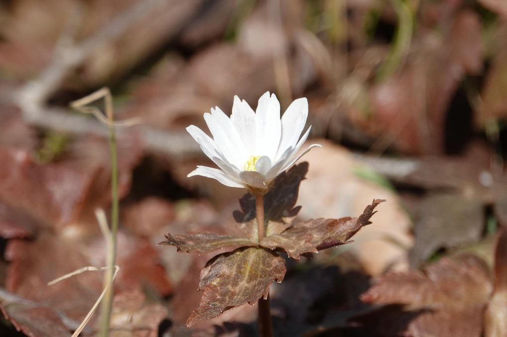 立春の花々④