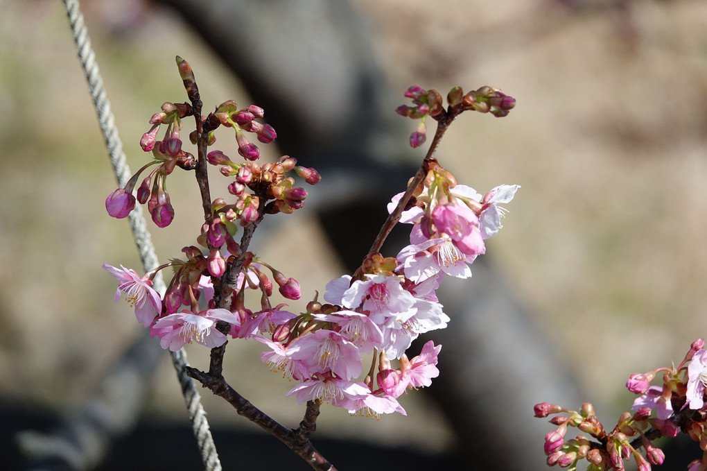 土手の一本桜