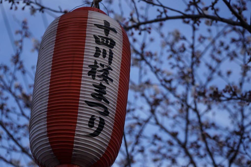 四日市 十四川桜まつり