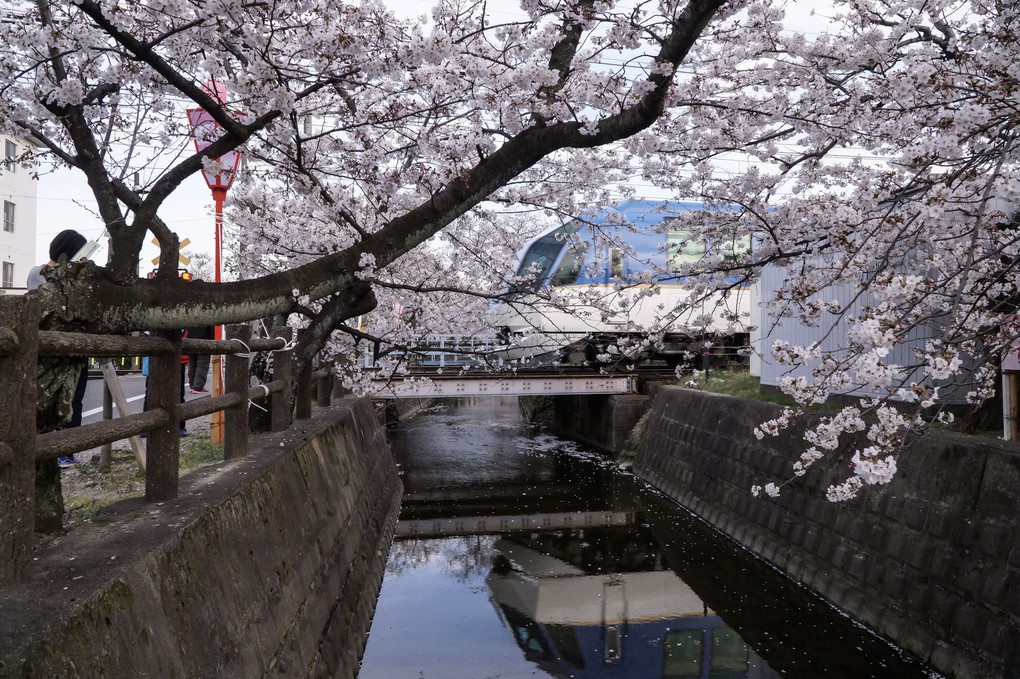 四日市 十四川桜まつり