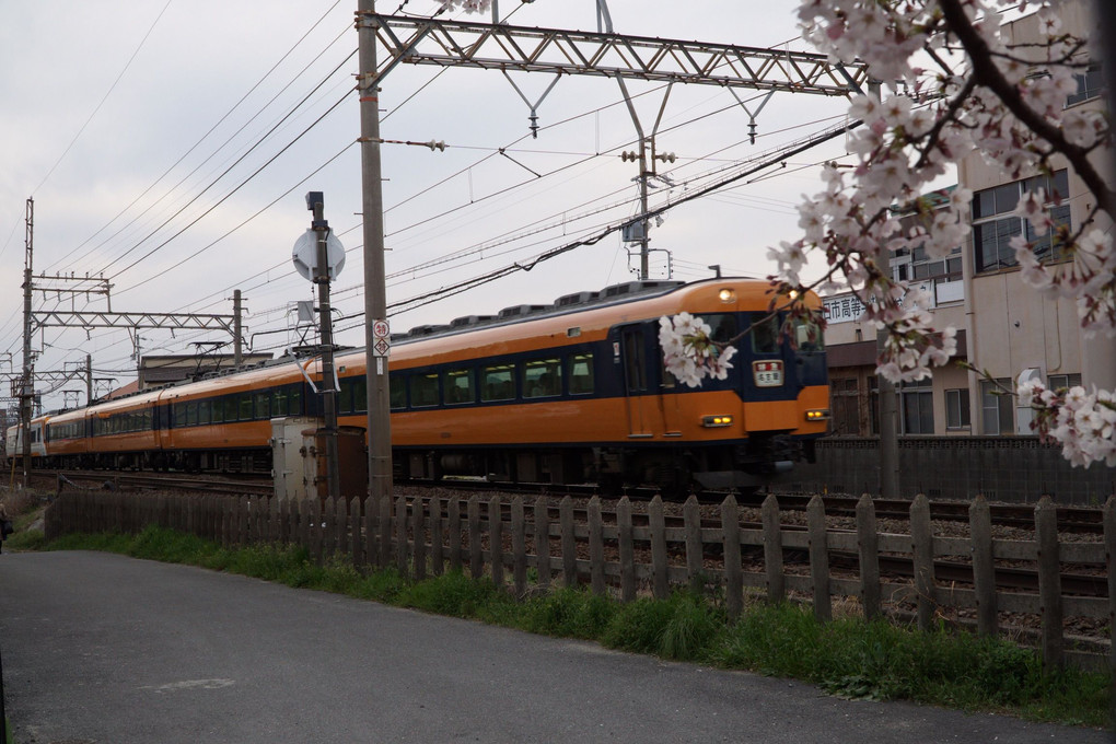 桜と近鉄電車