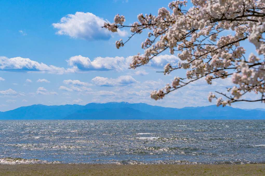 長浜城　豊公園　から眺める琵琶湖と桜　その２