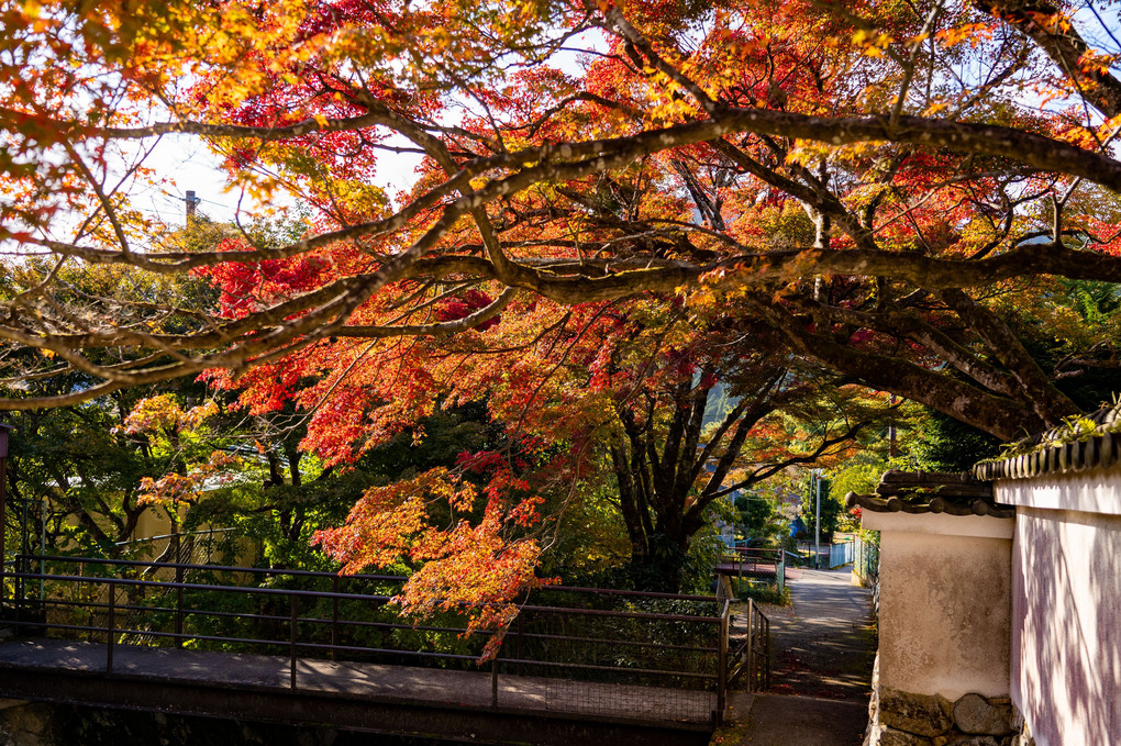 京都　大原の秋