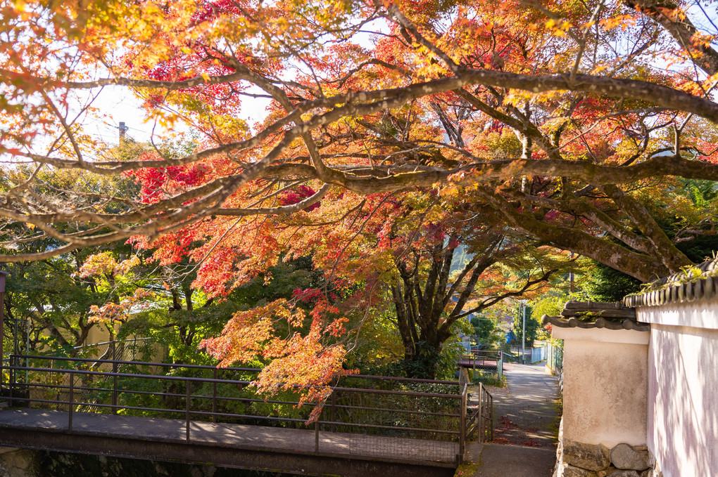京都大原の秋（2019年）