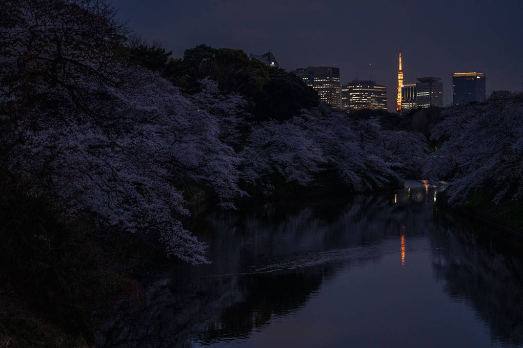 夜桜 at 千鳥ヶ淵