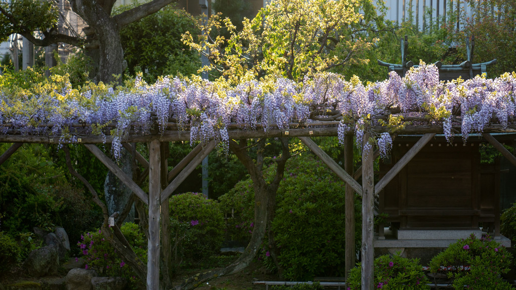 天神さまの藤棚