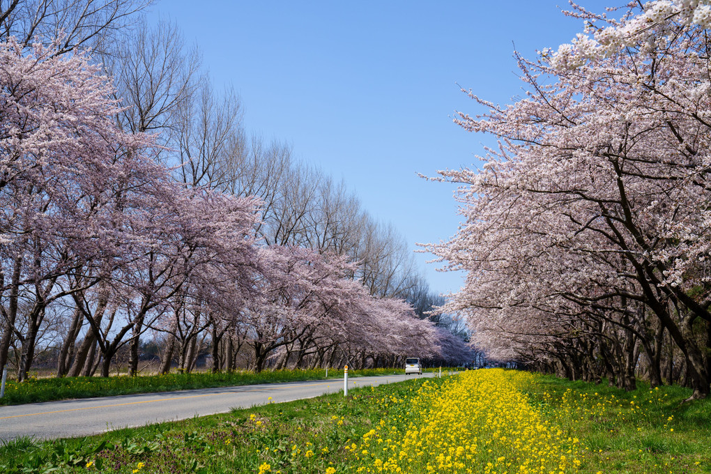 桜・菜の花ロード