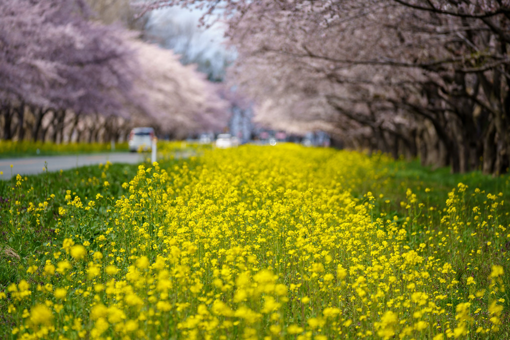 桜・菜の花ロード