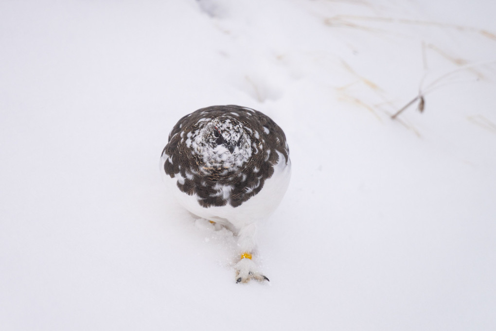 衣替え中の雷鳥