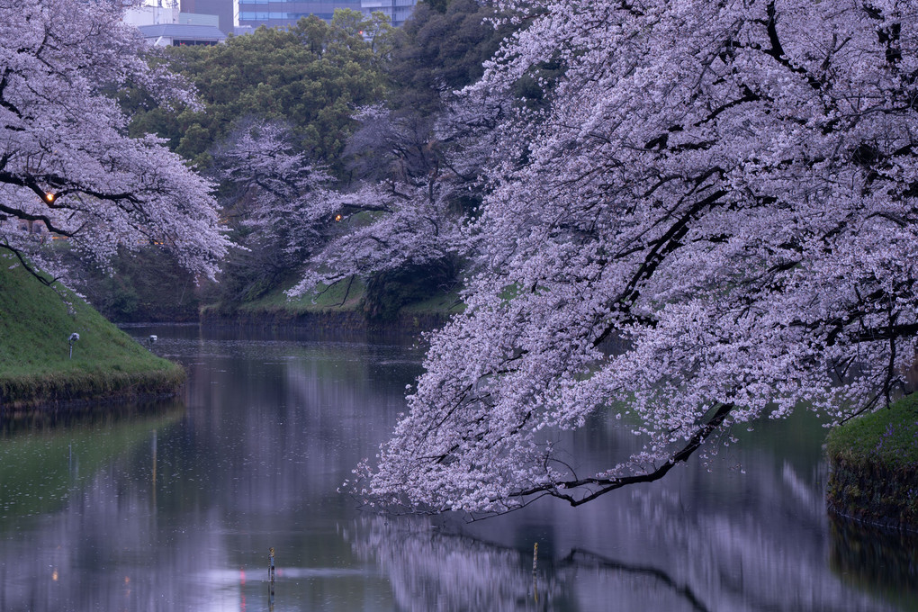 千鳥ヶ淵の桜