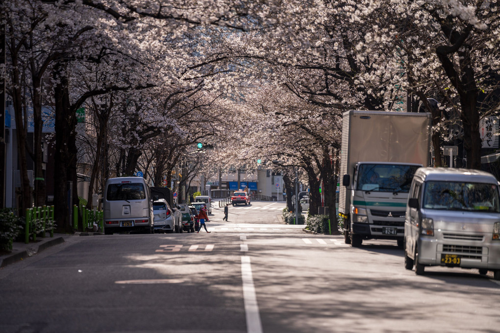 街角桜並木