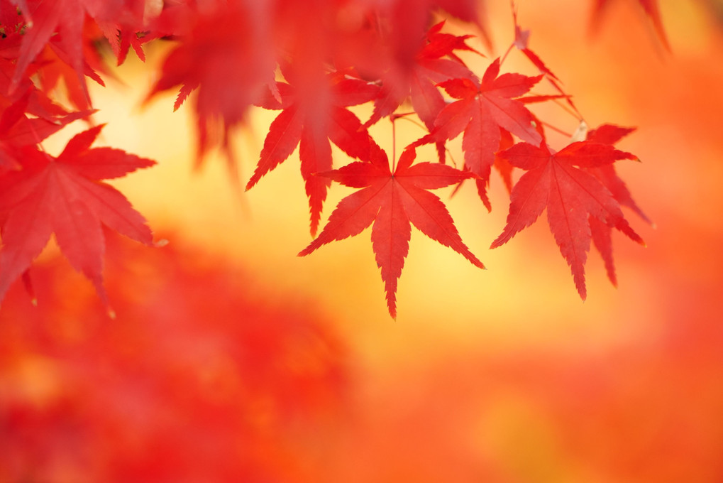 京都で出会った紅葉たち