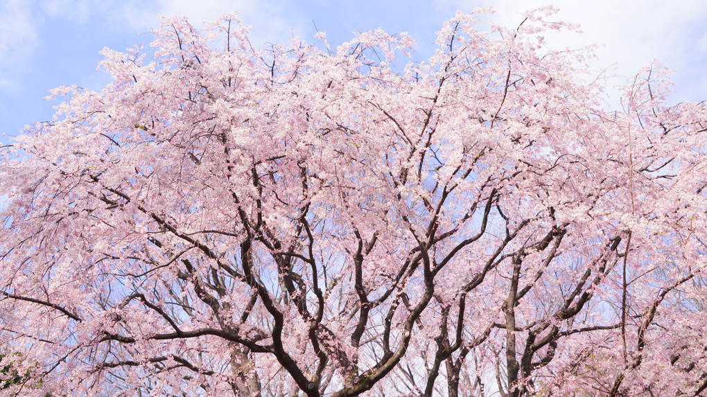 枝垂れ桜満開！