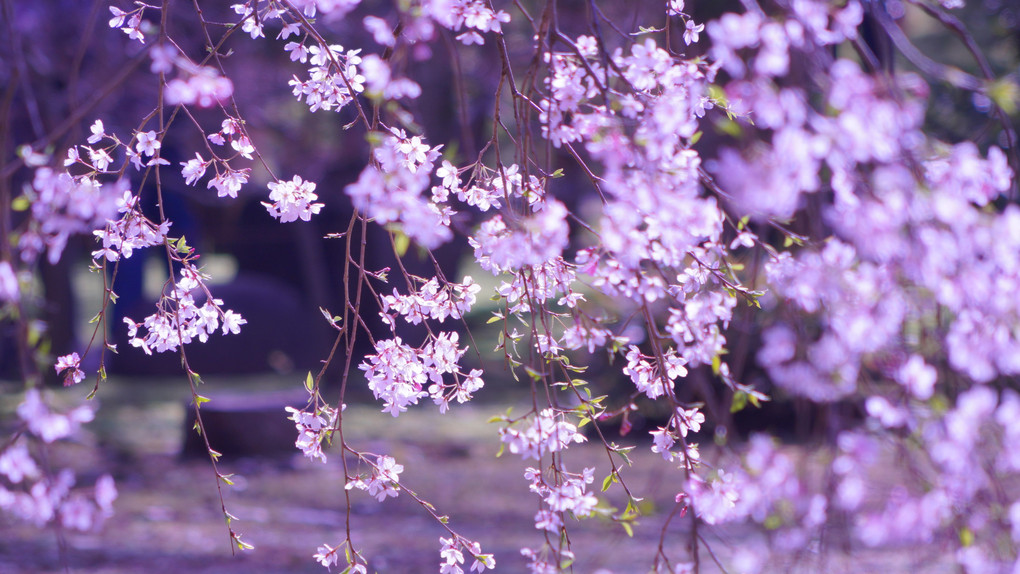 枝垂れ桜満開！