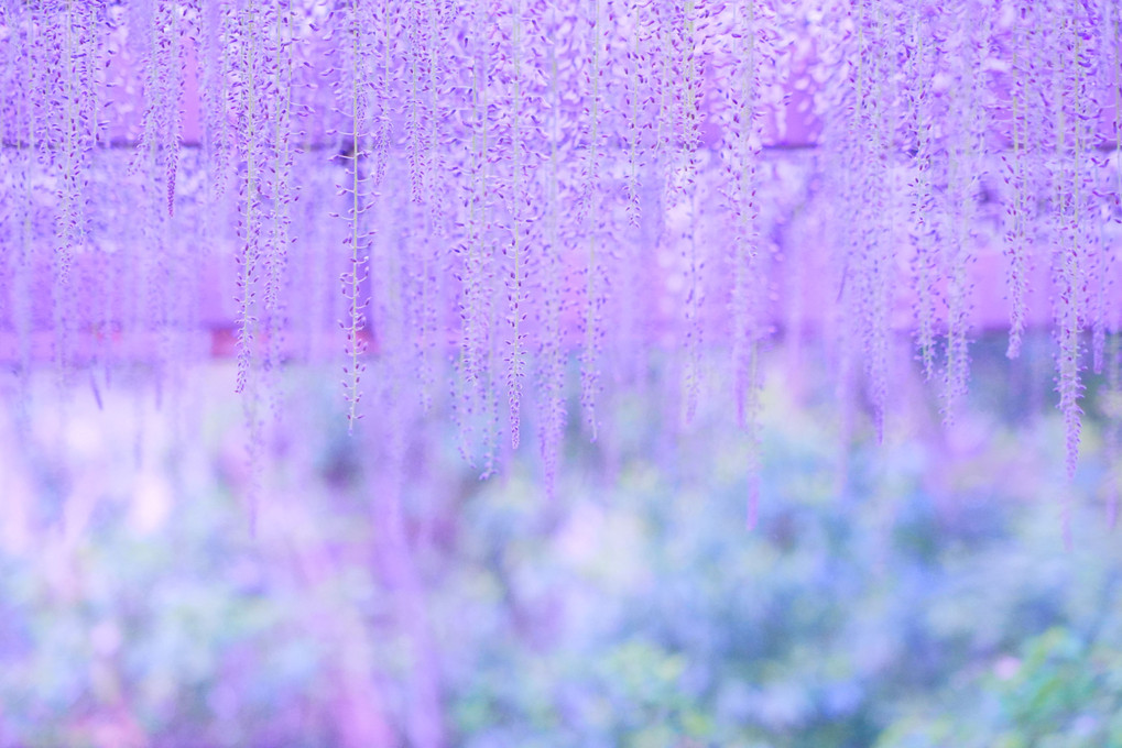藤紫