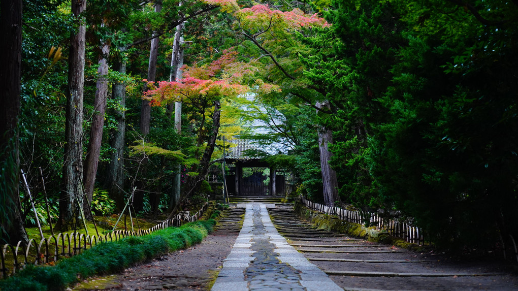 久しぶりのお散歩～鎌倉　寿福寺～