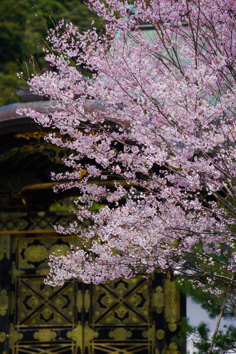 鎌倉桜散策
